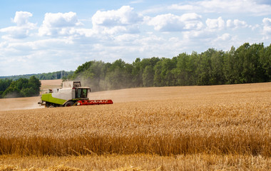 Combine harvester in distance harvests ripe wheat in field, against of trees and beauty blue sky with clouds. Procurement of cereal seeds by reaping machine for production of flour. Side view