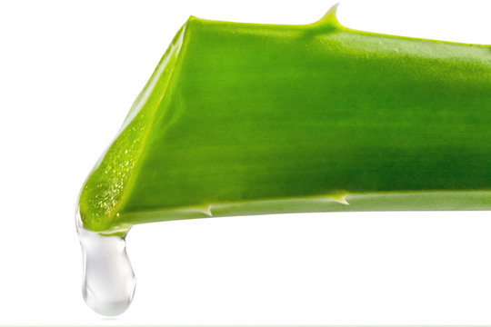 Fototapeta Aloe Vera sur fond blanc