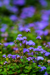 Purple little flowers on a natural blurred background. Selective focus. floral background