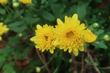 yellow dandelion flower