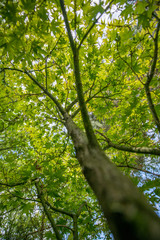 a japan maple tree close up
