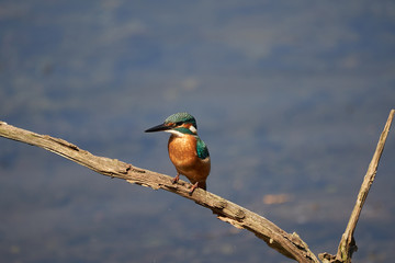 Common kingfisher Alcedo atthis Eurasianon a tree at the river