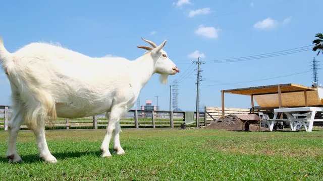 ヤギの鳴き声で癒やされる