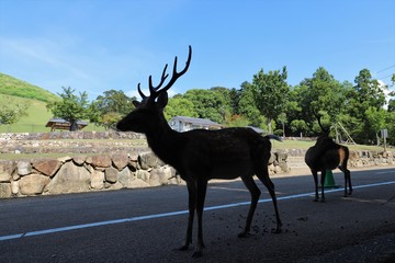 Fototapeta premium 夏の奈良公園