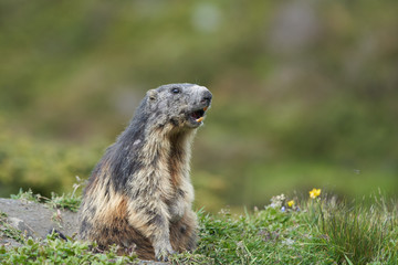 Alpine Marmot Marmota Marmota Switzerland Alps Mountains