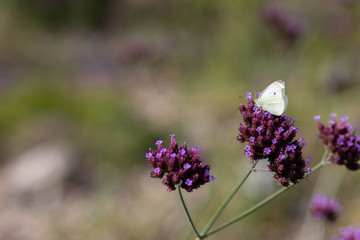 cabbage butterfly on Verbena
