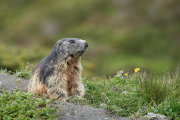 Alpine Marmot Marmota Marmota Switzerland Alps Mountains