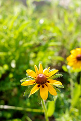 Detail of a beautiful yellow flower with silky petals and unfocused background.