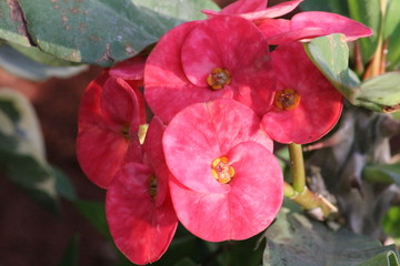 Obraz premium Pink Orchid Flower