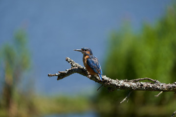 Common kingfisher Alcedo atthis Eurasianon a tree at the river