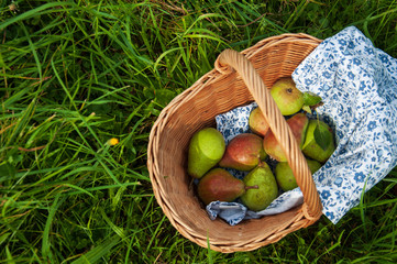 Basket of the fresh pears in the garden.