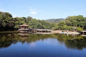 Fototapeta na wymiar 夏の奈良公園