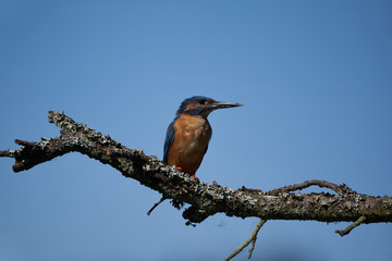 Common kingfisher Alcedo atthis Eurasianon a tree at the river