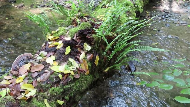 dead tree trunk over pommerbach stream with fern growing on it.
