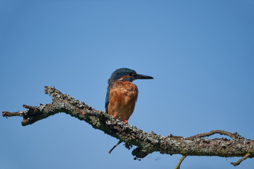 Common kingfisher Alcedo atthis Eurasianon a tree at the river