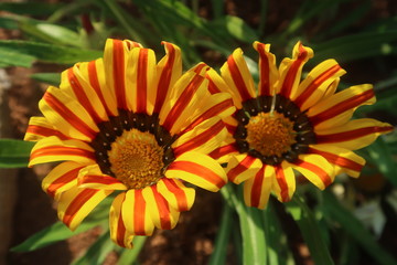 orange and yellow flower