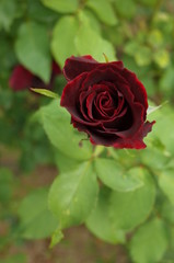 Dark Red Flower of Rose 'Kuroshinju' in Full Bloom
