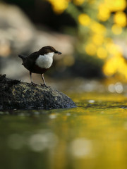 Dipper with yellow gorse - 373676407