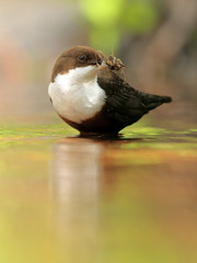 Dipper feeding insects - 373676457