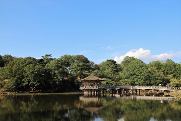 Obraz premium 夏の奈良公園