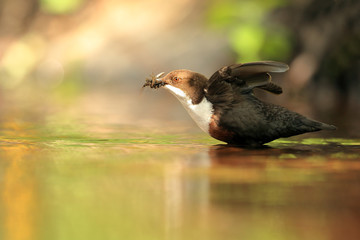 Dipper flapping wings - 373676486