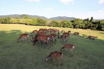 夏の奈良公園