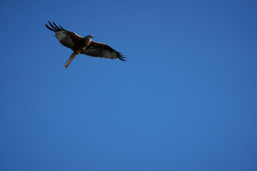 Red kite Portrait Milvus Milvus Fishing Lake