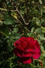 Dark Red Flower of Rose 'L. D. Braithwaite' in Full Bloom

