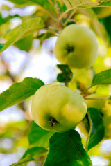 ripe green apples on a tree branch on a background of greenery in the sun