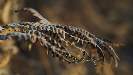 Fougère aux feuilles dentelées et recroquevillées