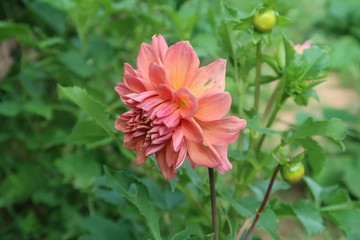 red dahlia flower