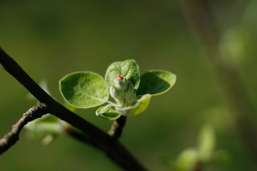 
spring flowers life beauty bloom