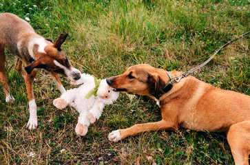 dogs play with a toy on the grass in a clearing, Pets