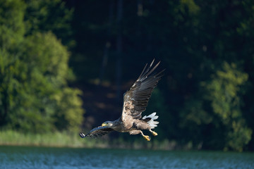 White tailed Eagle Catching eel Raptor Lake Hunting