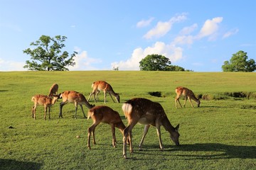 夏の奈良公園