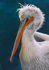 Dalmatian pelican Pelecanus crispus