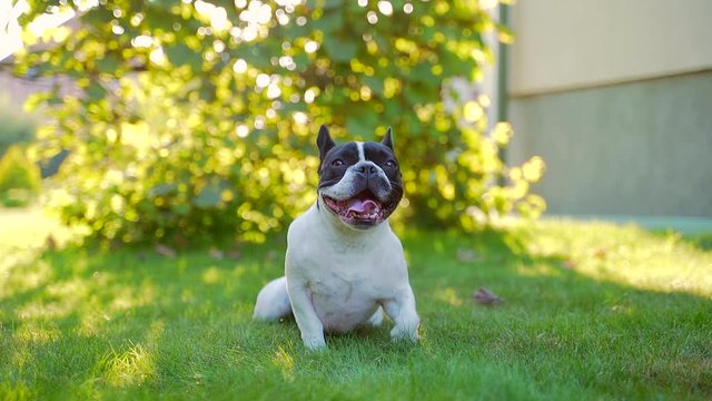 portrait of a funny french bulldog dog sitting on the lawn. pet is resting, walking or walking on the grass in the park or in the yard. Back yard. green home security background. sunset, sunbeam.
