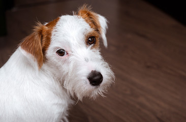  Jack Russell Terrier dog close up on a dark background