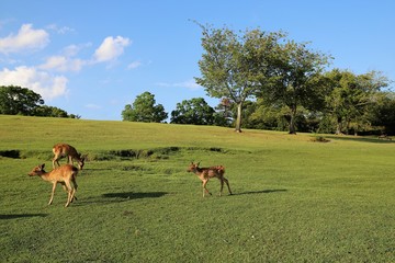 夏の奈良公園