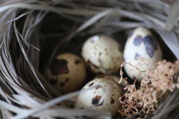 Obraz premium quails eggs in the nest on a wooden background