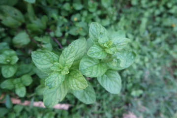 mint in the garden