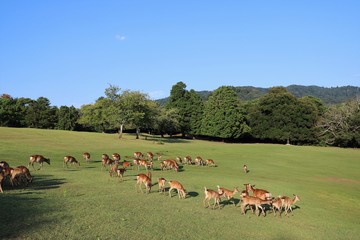 夏の奈良公園