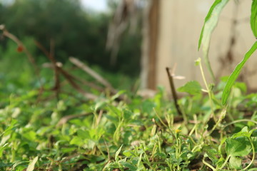 green grass and water drops