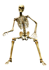 3D Rendering Human Skeleton on White