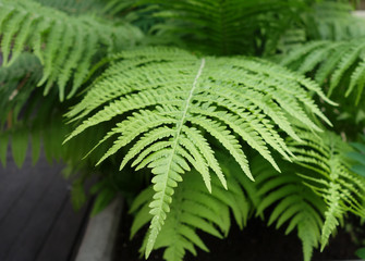 Fern close-up. Background and texture for design