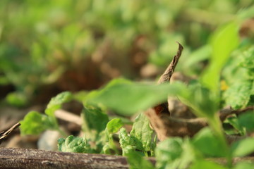 green moss on the ground