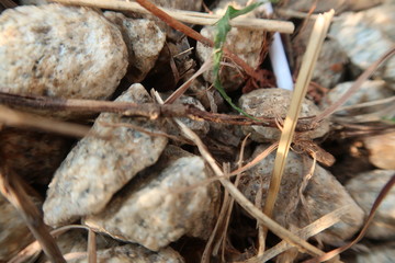 ants on a log