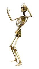 3D Rendering Human Skeleton on White