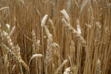 Fototapeta premium Rye field. Abstract background and agricultural view.