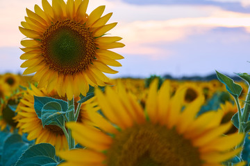 bright sunflower field, a beautiful landscape and sunset